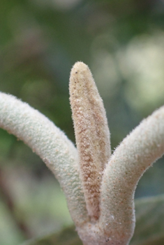 Wrinkled Viburnum