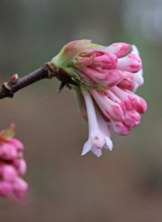 Bodnant Viburnum