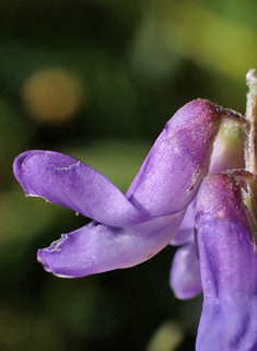 Tufted Vetch