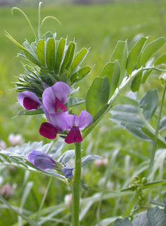 Cultivated Common Vetch