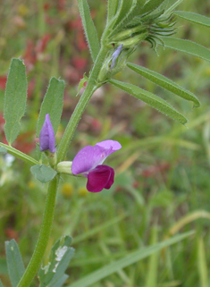 Cultivated Common Vetch
