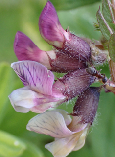 Bush Vetch