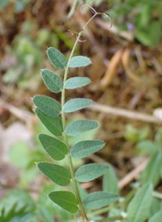 Bush Vetch