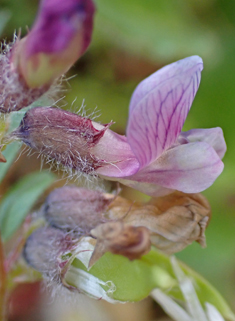 Bush Vetch