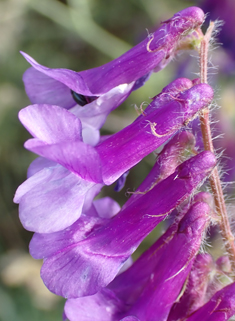 Hairy Vetch