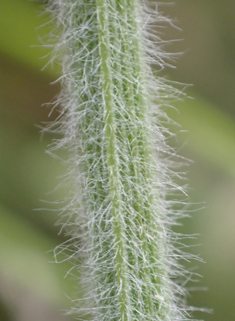 Hairy Vetch