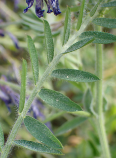 Hairy Vetch