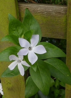 Intermediate Periwinkle