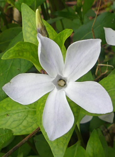 Intermediate Periwinkle