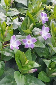 Intermediate Periwinkle