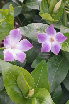 Intermediate Periwinkle