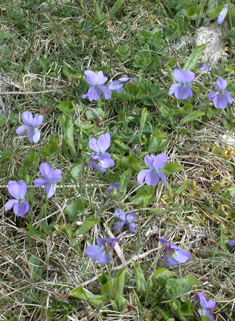 Hairy Violet