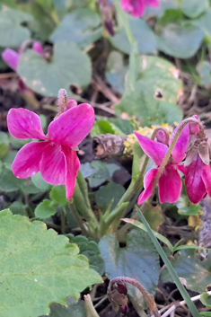 Sweet Violet