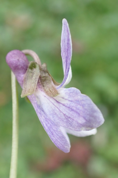 Sweet Violet
