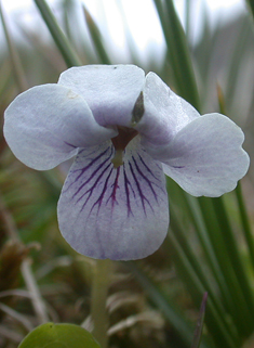 Marsh Violet