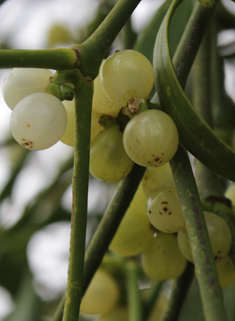 Common Mistletoe