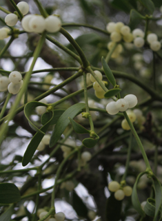 Common Mistletoe