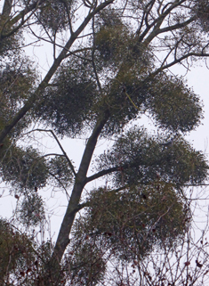 Common Mistletoe