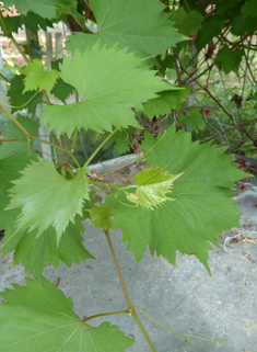 Common Grape-vine