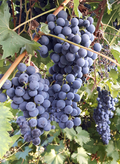 Common Grape-vine