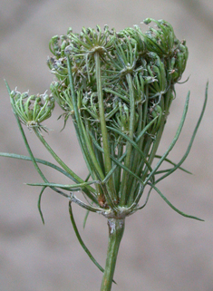 Toothpick-plant