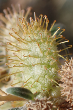 Spiny Cocklebur