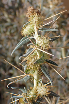 Spiny Cocklebur