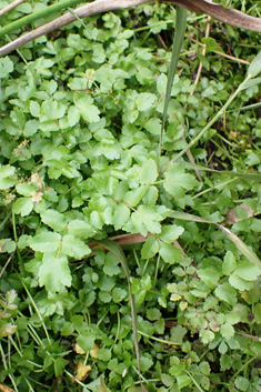 Hybrid Water-parsnip