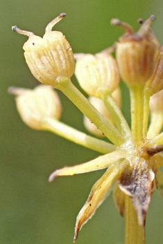 Hybrid Water-parsnip