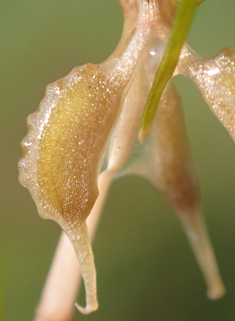 Horned Pondweed