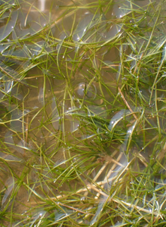 Horned Pondweed