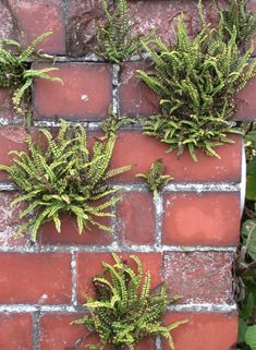 Ferns on Walls
