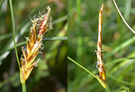 Flat-sedges