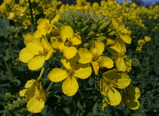 Tall, yellow brassicas