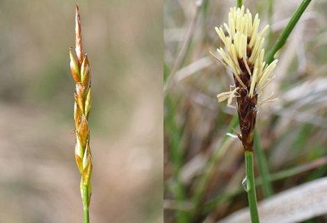 Sedge Group 9