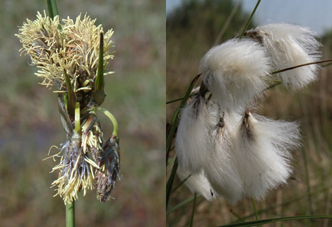 Cottongrasses