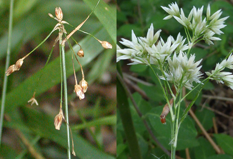 Wood-rushes