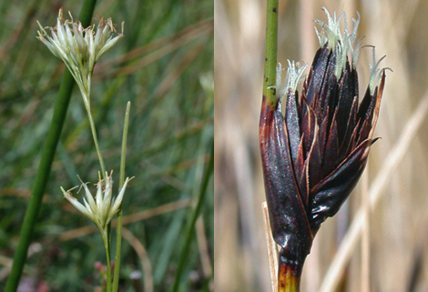 Bog-rushes & Beak-sedges