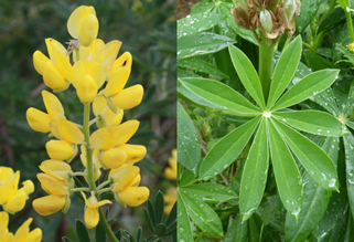 Lupins