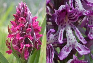 Pink, Marsh & Spotted Orchids