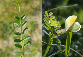 Yellow vetches with pinnate leaves