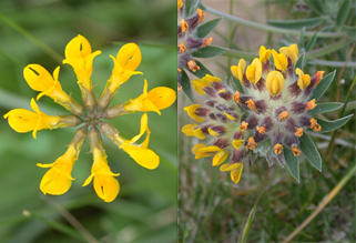 Yellow vetches with pinnate leaves