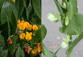 Yellow vetches with other leaves