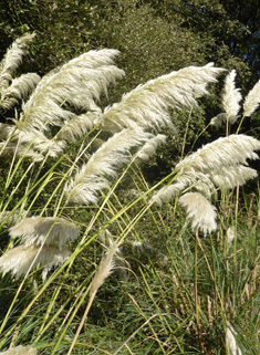 New Zealand Pampas-grasses