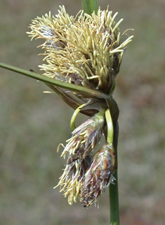 Common Cottongrass