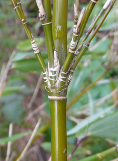 Umbrella Bamboo