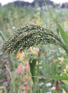 Common Millet