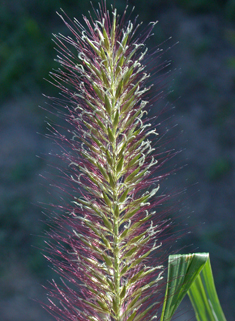 Foxtail Fountain-grass