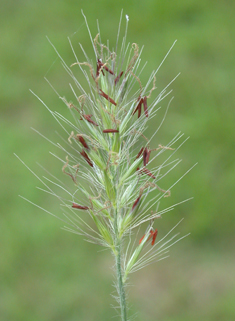 Foxtail Fountain-grass