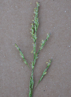 Common Saltmarsh-grass